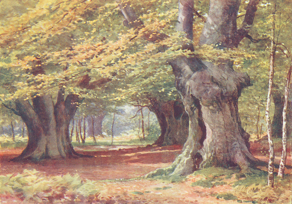 Burnham Beeches, Buckinghamshire by Sutton Palmer 1920 old antique print